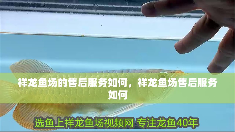 魚缸過濾器選購指南:自制魚缸過濾器魚缸上置過濾器對于養魚愛好者的必備知識 祥龍魚場的售后服務如何,祥龍魚場售后服務如何 龍魚百科 祥龍魚場的售后服務如何,祥龍魚場售后服務如何 祥龍魚場的售后服務如何,祥龍魚場售后服務如何 龍魚百科