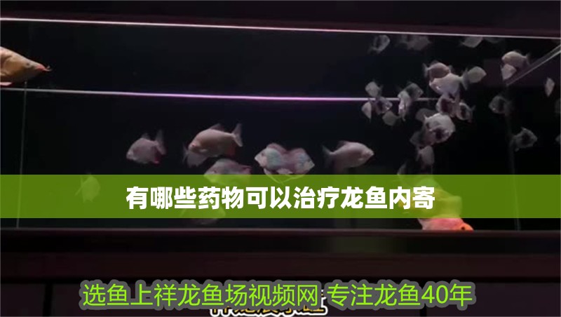 玻璃做魚缸怎么粘才牢固:如何自制玻璃魚缸 有哪些藥物可以治療龍魚內寄 龍魚百科 有哪些藥物可以治療龍魚內寄 有哪些藥物可以治療龍魚內寄 龍魚百科