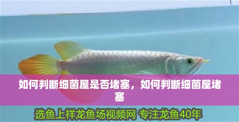 如何判斷細菌屋是否堵塞，如何判斷細菌屋堵塞 如何判斷細菌屋是否堵塞，如何判斷細菌屋堵塞 龍魚百科