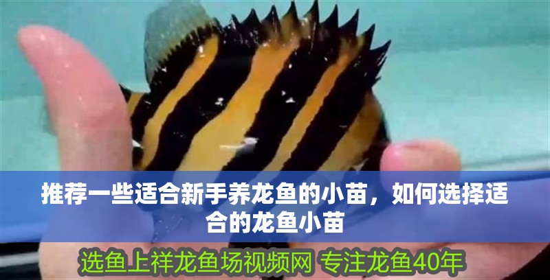 鸚鵡魚和銀龍魚混養怎樣喂食 推薦一些適合新手養龍魚的小苗,如何選擇適合的龍魚小苗 龍魚百科 推薦一些適合新手養龍魚的小苗,如何選擇適合的龍魚小苗 推薦一些適合新手養龍魚的小苗,如何選擇適合的龍魚小苗 龍魚百科