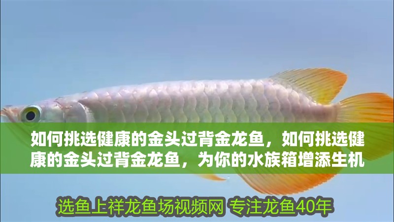 如何挑選健康的金頭過背金龍魚，如何挑選健康的金頭過背金龍魚，為你的水族箱增添生機