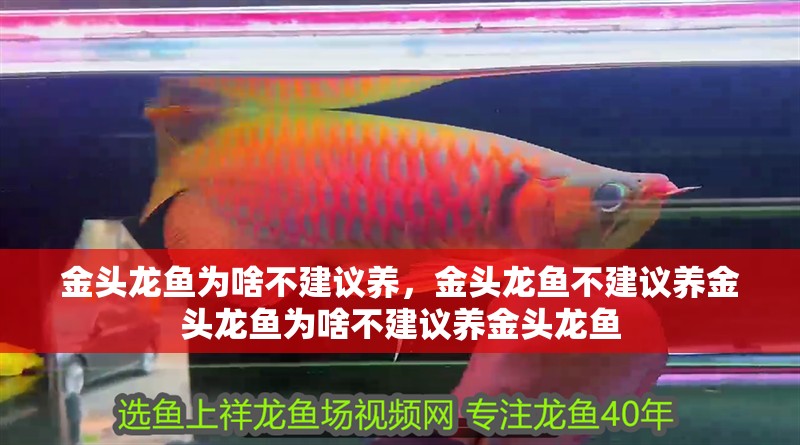 金頭龍魚為啥不建議養，金頭龍魚不建議養金頭龍魚為啥不建議養金頭龍魚 金頭龍魚為啥不建議養，金頭龍魚不建議養金頭龍魚為啥不建議養金頭龍魚 龍魚百科