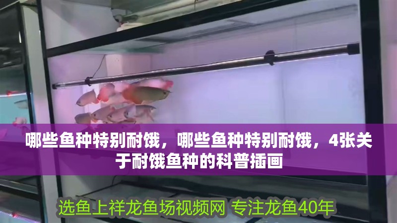 哪些魚種特別耐餓，哪些魚種特別耐餓，4張關于耐餓魚種的科普插畫