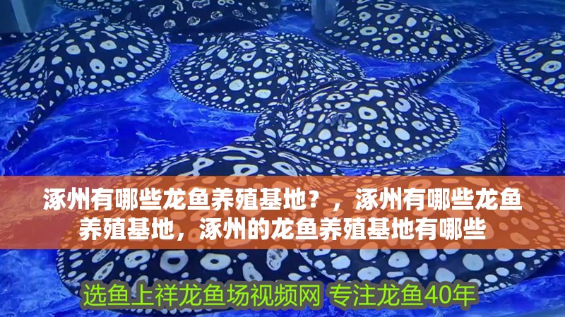 <strong><mark>涿州</mark></strong>有哪些龍魚養(yǎng)殖基地？，<strong><mark>涿州</mark></strong>有哪些龍魚養(yǎng)殖基地，<strong><mark>涿州</mark></strong>的龍魚養(yǎng)殖基地有哪些