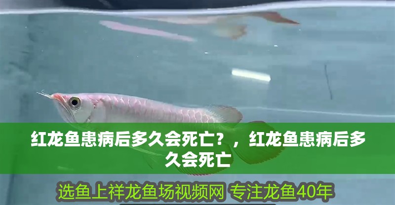給大魚缸換水的作文:體驗給大魚缸換水的樂趣:體驗給大魚缸換水:給大魚缸換水的作文 紅龍魚患病后多久會死亡?,紅龍魚患病后多久會死亡 龍魚百科 紅龍魚患病后多久會死亡?,紅龍魚患病后多久會死亡 紅龍魚患病后多久會死亡?,紅龍魚患病后多久會死亡 龍魚百科