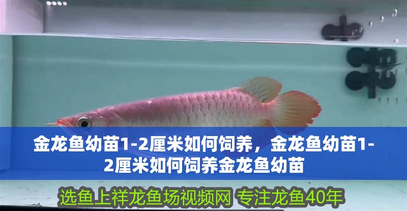 金龍魚幼苗1-2厘米如何飼養(yǎng)，金龍魚幼苗1-2厘米如何飼養(yǎng)金龍魚幼苗