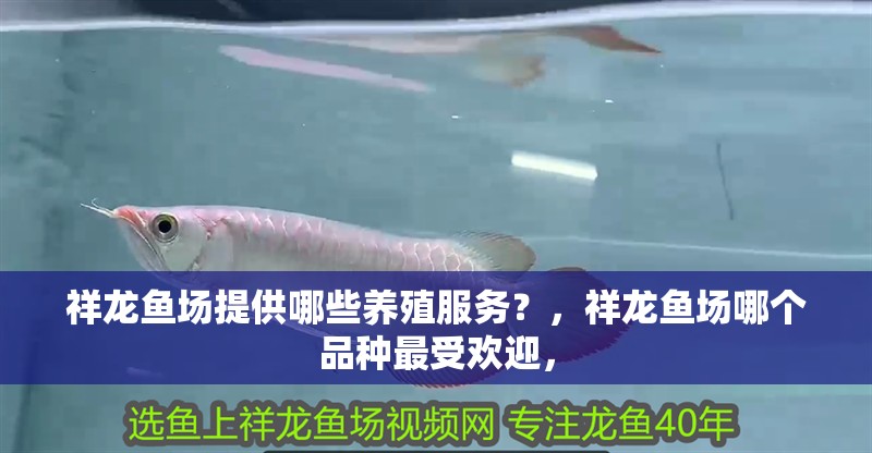祥龍魚場提供哪些養殖服務？，祥龍魚場哪個品種最受歡迎， 祥龍魚場提供哪些養殖服務？，祥龍魚場哪個品種最受歡迎， 龍魚百科