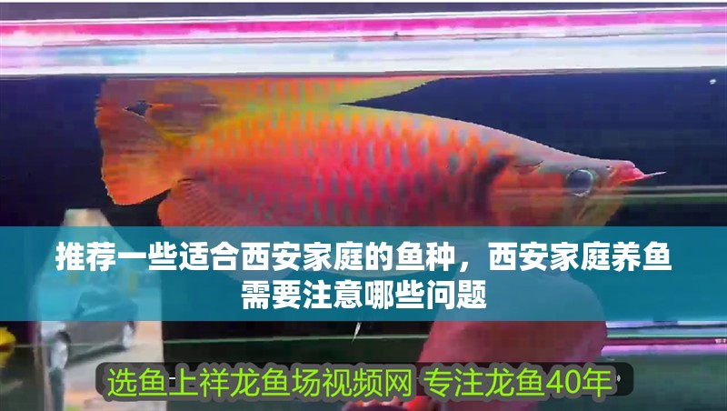 鸚鵡魚和銀龍魚混養怎樣喂食 推薦一些適合西安家庭的魚種,西安家庭養魚需要注意哪些問題 龍魚百科 推薦一些適合西安家庭的魚種,西安家庭養魚需要注意哪些問題 推薦一些適合西安家庭的魚種,西安家庭養魚需要注意哪些問題 龍魚百科