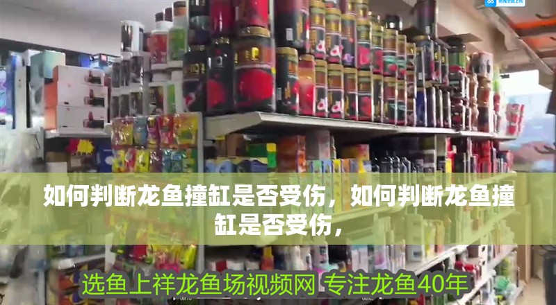 如何判斷龍魚撞缸是否受傷，如何判斷龍魚撞缸是否受傷，