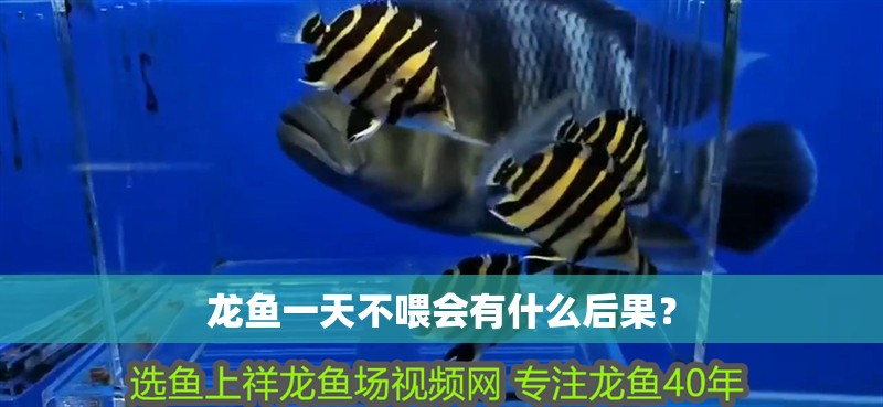龍魚一天不喂會有什么后果？ 龍魚一天不喂會有什么后果？ 龍魚百科