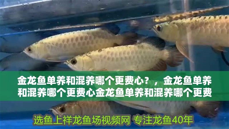 金龍魚單養和混養哪個更費心？，金龍魚單養和混養哪個更費心金龍魚單養和混養哪個更費心 金龍魚單養和混養哪個更費心？，金龍魚單養和混養哪個更費心金龍魚單養和混養哪個更費心 龍魚百科