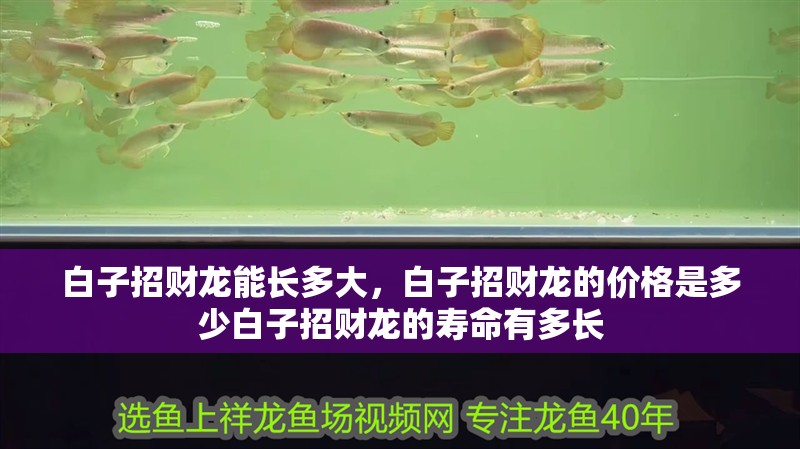 白子招財龍能長多大，白子招財龍的價格是多少白子招財龍的壽命有多長