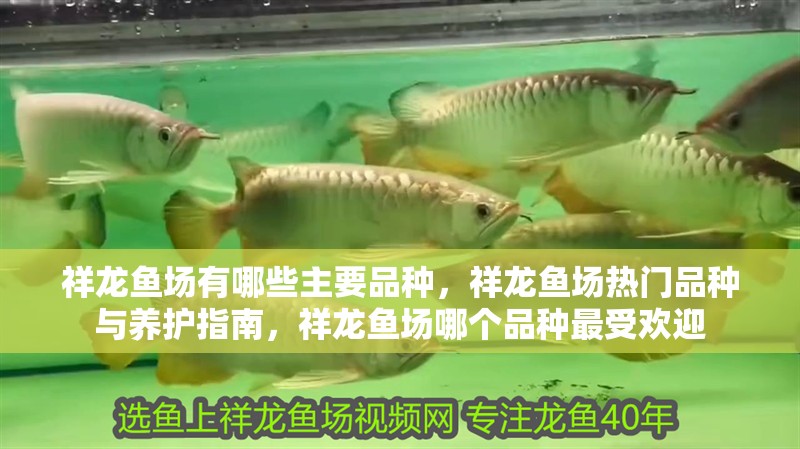 祥龍魚場有哪些主要品種，祥龍魚場熱門品種與養護指南，祥龍魚場哪個品種最受歡迎