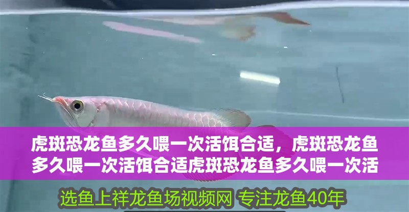 虎斑恐龍魚多久喂一次活餌合適，虎斑恐龍魚多久喂一次活餌合適虎斑恐龍魚多久喂一次活餌合適