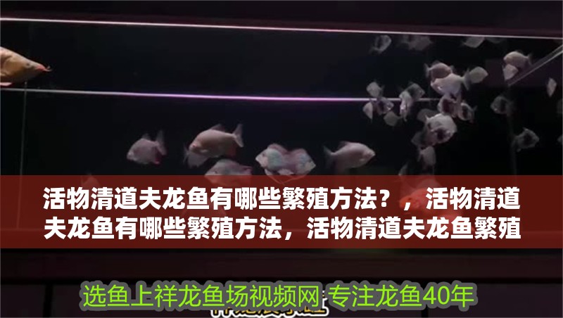 活物清道夫龍魚有哪些繁殖方法？，活物清道夫龍魚有哪些繁殖方法，活物清道夫龍魚繁殖方法 活物清道夫龍魚有哪些繁殖方法？，活物清道夫龍魚有哪些繁殖方法，活物清道夫龍魚繁殖方法 龍魚百科