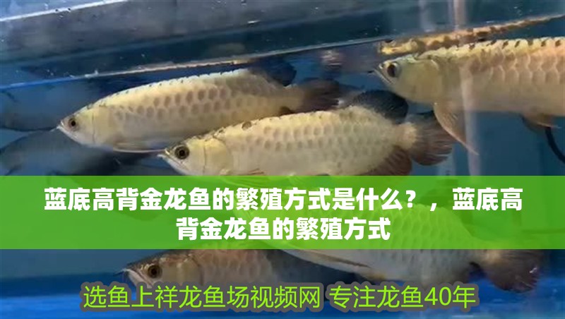 魚缸過濾器選購指南:自制魚缸過濾器魚缸上置過濾器對于養魚愛好者的必備知識 藍底高背金龍魚的繁殖方式是什么?,藍底高背金龍魚的繁殖方式 龍魚百科 藍底高背金龍魚的繁殖方式是什么?,藍底高背金龍魚的繁殖方式 藍底高背金龍魚的繁殖方式是什么?,藍底高背金龍魚的繁殖方式 龍魚百科
