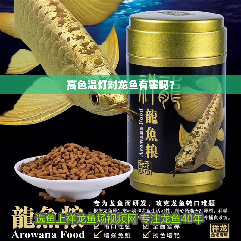 高色溫燈對龍魚有害嗎？ 高色溫燈對龍魚有害嗎？ 龍魚百科