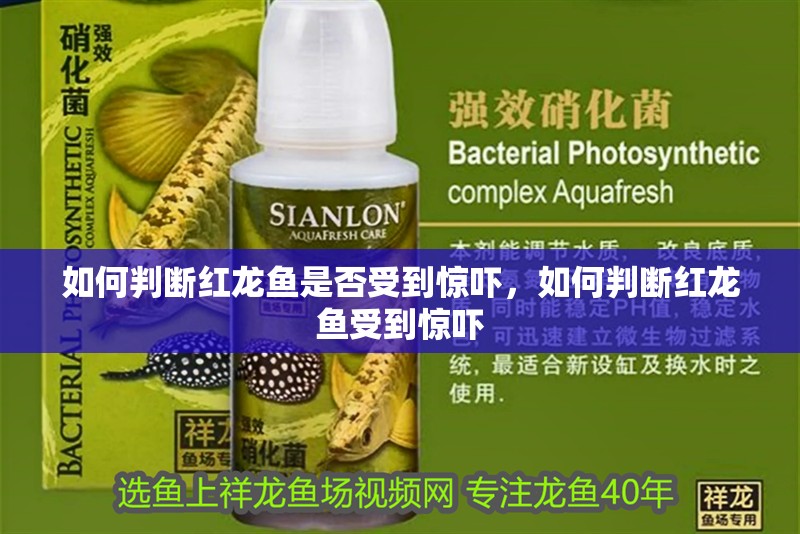 如何判斷紅龍魚是否受到驚嚇，如何判斷紅龍魚受到驚嚇 如何判斷紅龍魚是否受到驚嚇，如何判斷紅龍魚受到驚嚇 龍魚百科