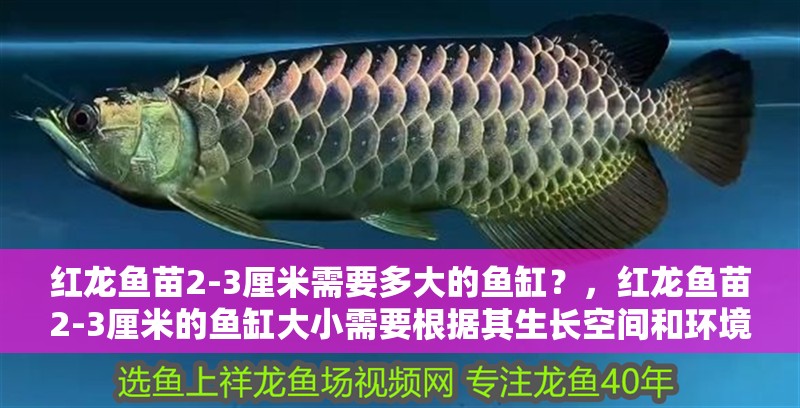 紅龍魚苗2-3厘米需要多大的魚缸？，紅龍魚苗2-3厘米的魚缸大小需要根據(jù)其生長(zhǎng)空間和環(huán)境條件來確定 紅龍魚苗2-3厘米需要多大的魚缸？，紅龍魚苗2-3厘米的魚缸大小需要根據(jù)其生長(zhǎng)空間和環(huán)境條件來確定 龍魚百科