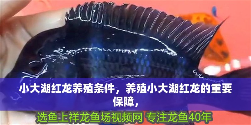 小大湖紅龍養殖條件，養殖小大湖紅龍的重要保障，