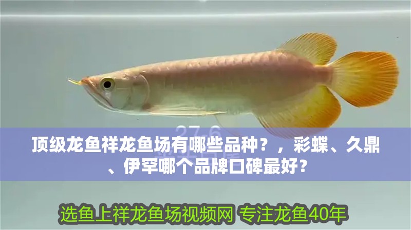 魚缸用增氧泵價格是多少:魚缸增氧機-xtrac增氧機-xtrac增氧機 頂級龍魚祥龍魚場有哪些品種?,彩蝶、久鼎、伊罕哪個品牌口碑最好? 龍魚百科 頂級龍魚祥龍魚場有哪些品種?,彩蝶、久鼎、伊罕哪個品牌口碑最好? 頂級龍魚祥龍魚場有哪些品種?,彩蝶、久鼎、伊罕哪個品牌口碑最好? 龍魚百科