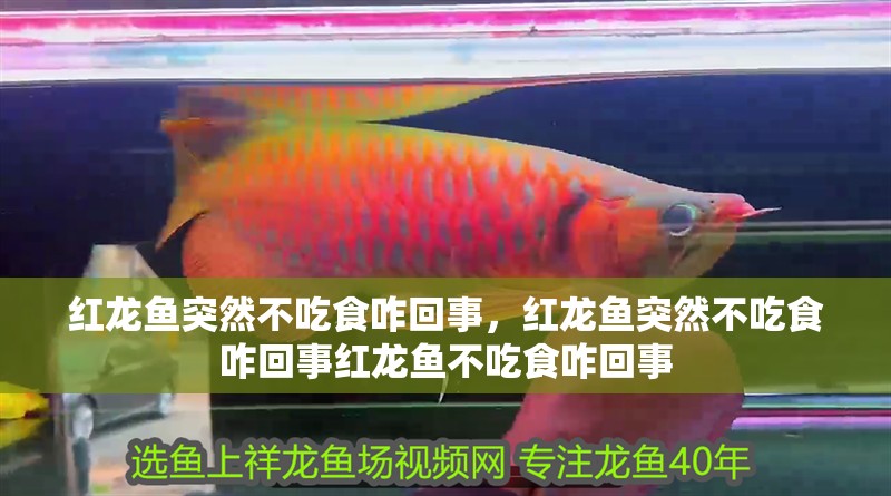 紅龍魚(yú)突然不吃食咋回事，紅龍魚(yú)突然不吃食咋回事紅龍魚(yú)不吃食咋回事