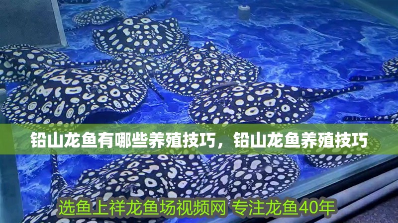 鉛山龍魚有哪些養(yǎng)殖技巧，鉛山龍魚養(yǎng)殖技巧 鉛山龍魚有哪些養(yǎng)殖技巧，鉛山龍魚養(yǎng)殖技巧 龍魚百科
