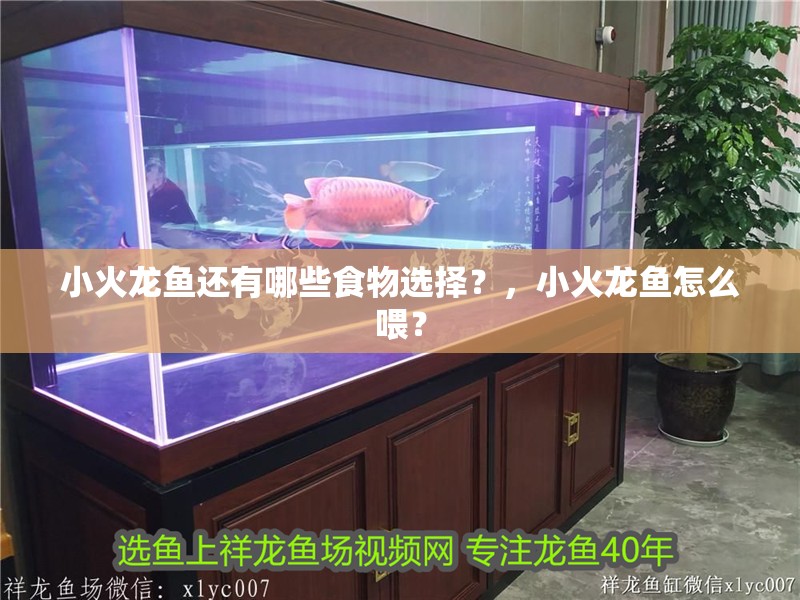 詳細閱讀:小火龍魚還有哪些食物選擇?,小火龍魚怎么喂? 小火龍魚還有哪些食物選擇?,小火龍魚怎么喂?