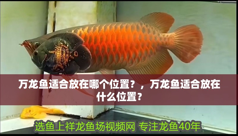 萬龍魚適合放在哪個位置？，萬龍魚適合放在什么位置？ 萬龍魚適合放在哪個位置？，萬龍魚適合放在什么位置？ 龍魚百科
