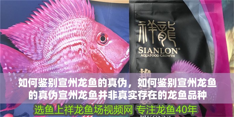 印尼虎魚多少溫度飼養最好:印尼虎魚多少溫度飼養最好印尼虎魚多少溫度飼養最好 如何鑒別宣州龍魚的真偽,如何鑒別宣州龍魚的真偽宣州龍魚并非真實存在的龍魚品種 龍魚百科 如何鑒別宣州龍魚的真偽,如何鑒別宣州龍魚的真偽宣州龍魚并非真實存在的龍魚品種 如何鑒別宣州龍魚的真偽,如何鑒別宣州龍魚的真偽宣州龍魚并非真實存在的龍魚品種 龍魚百科