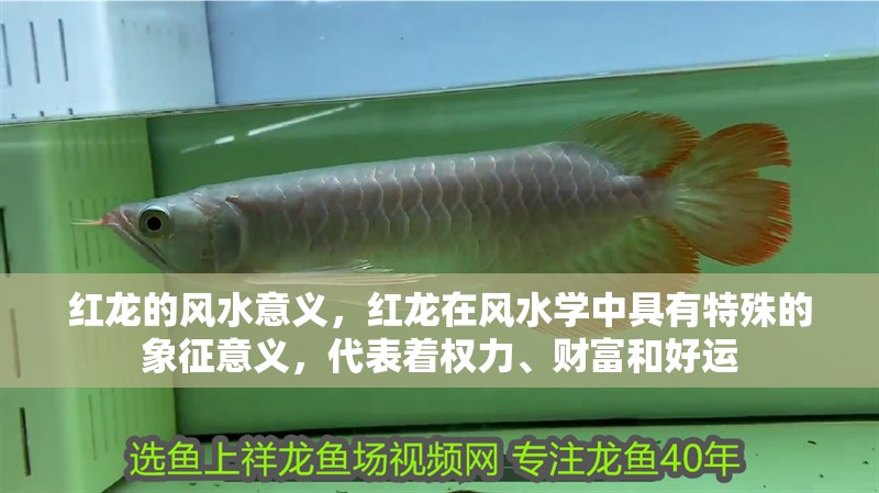 紅龍的風水意義，紅龍在風水學中具有特殊的象征意義，代表著權(quán)力、財富和好運