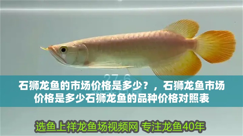 石獅龍魚的市場價格是多少？，石獅龍魚市場價格是多少石獅龍魚的品種價格對照表 石獅龍魚的市場價格是多少？，石獅龍魚市場價格是多少石獅龍魚的品種價格對照表 龍魚百科