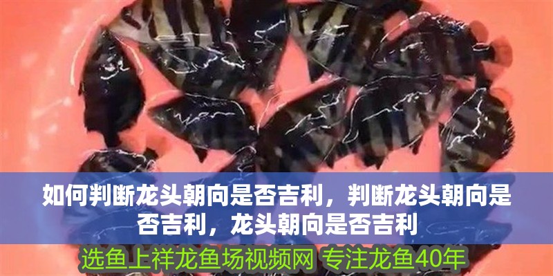 如何判斷龍頭朝向是否吉利，判斷龍頭朝向是否吉利，龍頭朝向是否吉利