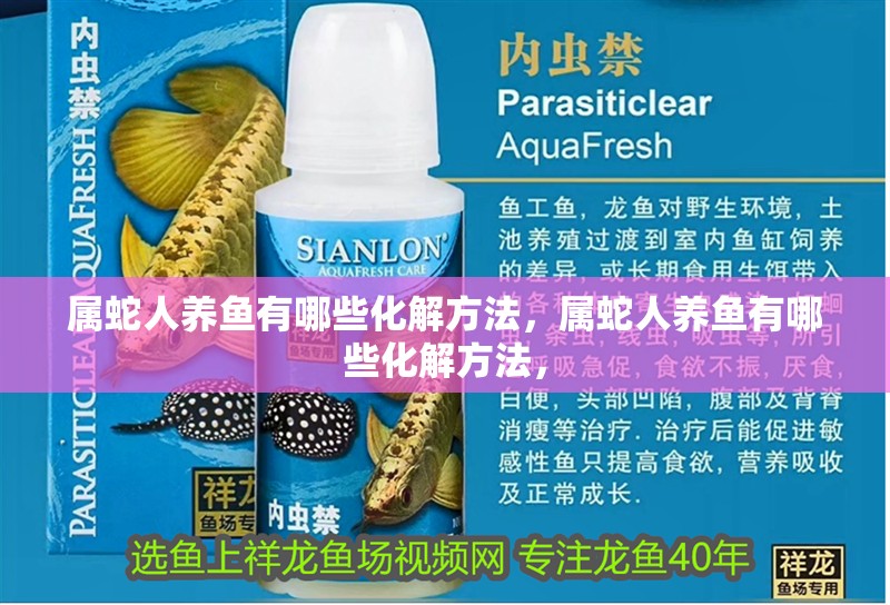 屬蛇人養(yǎng)魚有哪些化解方法，屬蛇人養(yǎng)魚有哪些化解方法， 屬蛇人養(yǎng)魚有哪些化解方法，屬蛇人養(yǎng)魚有哪些化解方法， 龍魚百科