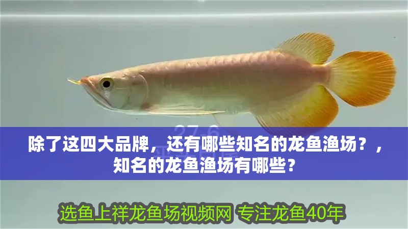 除了這四大品牌，還有哪些知名的龍魚漁場？，知名的龍魚漁場有哪些？ 除了這四大品牌，還有哪些知名的龍魚漁場？，知名的龍魚漁場有哪些？ 龍魚百科