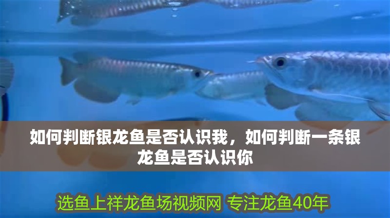 給大魚缸換水的作文:體驗(yàn)給大魚缸換水的樂(lè)趣:體驗(yàn)給大魚缸換水:給大魚缸換水的作文 如何判斷銀龍魚是否認(rèn)識(shí)我,如何判斷一條銀龍魚是否認(rèn)識(shí)你 龍魚百科 如何判斷銀龍魚是否認(rèn)識(shí)我,如何判斷一條銀龍魚是否認(rèn)識(shí)你 如何判斷銀龍魚是否認(rèn)識(shí)我,如何判斷一條銀龍魚是否認(rèn)識(shí)你 龍魚百科