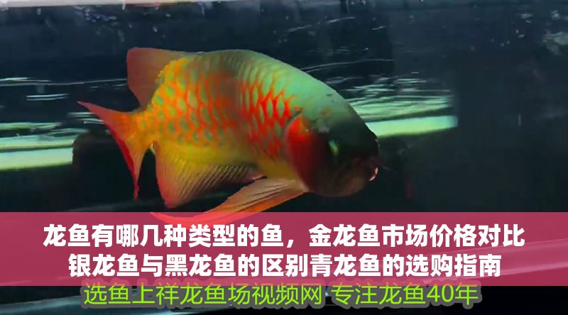 龍魚有哪幾種類型的魚，金龍魚市場價格對比銀龍魚與黑龍魚的區(qū)別青龍魚的選購指南 龍魚有哪幾種類型的魚，金龍魚市場價格對比銀龍魚與黑龍魚的區(qū)別青龍魚的選購指南 龍魚百科 第2張