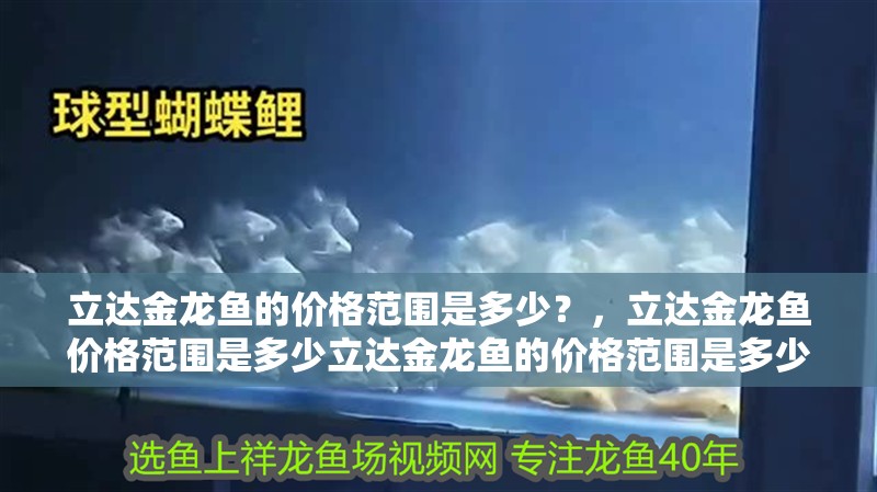 龍魚干蝦有營養嗎 立達金龍魚的價格范圍是多少?,立達金龍魚價格范圍是多少立達金龍魚的價格范圍是多少 龍魚百科 立達金龍魚的價格范圍是多少?,立達金龍魚價格范圍是多少立達金龍魚的價格范圍是多少 立達金龍魚的價格范圍是多少?,立達金龍魚價格范圍是多少立達金龍魚的價格范圍是多少 龍魚百科