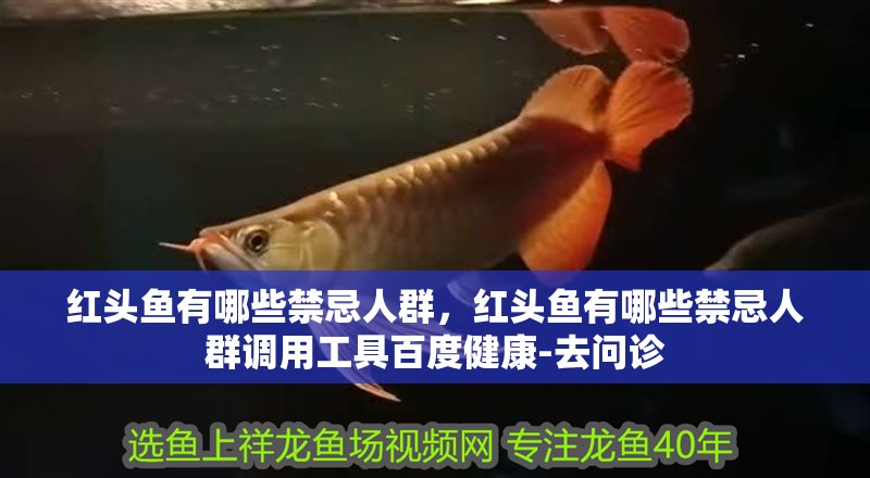 龍魚干蝦有營養(yǎng)嗎 紅頭魚有哪些禁忌人群,紅頭魚有哪些禁忌人群調(diào)用工具百度健康-去問診 龍魚百科 紅頭魚有哪些禁忌人群,紅頭魚有哪些禁忌人群調(diào)用工具百度健康-去問診 紅頭魚有哪些禁忌人群,紅頭魚有哪些禁忌人群調(diào)用工具百度健康-去問診 龍魚百科