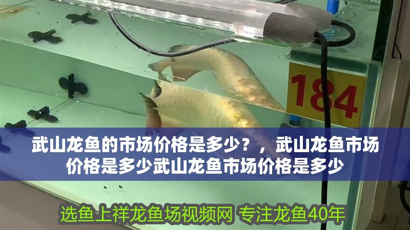 武山龍魚的市場價格是多少？，武山龍魚市場價格是多少武山龍魚市場價格是多少 武山龍魚的市場價格是多少？，武山龍魚市場價格是多少武山龍魚市場價格是多少 龍魚百科