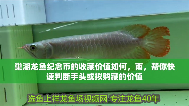 魚缸過濾器選購指南:自制魚缸過濾器魚缸上置過濾器對于養魚愛好者的必備知識 巢湖龍魚紀念幣的收藏價值如何,南,幫你快速判斷手頭或擬購藏的價值 龍魚百科 巢湖龍魚紀念幣的收藏價值如何,南,幫你快速判斷手頭或擬購藏的價值 巢湖龍魚紀念幣的收藏價值如何,南,幫你快速判斷手頭或擬購藏的價值 龍魚百科