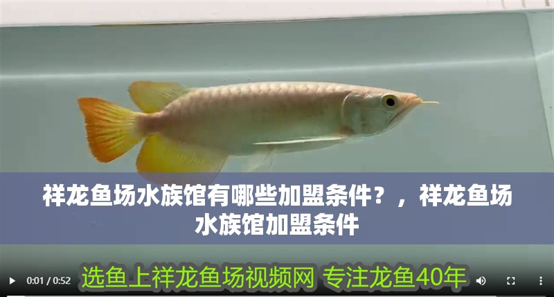 紅龍魚(yú)用黃燈烤有用嗎 祥龍魚(yú)場(chǎng)水族館有哪些加盟條件?,祥龍魚(yú)場(chǎng)水族館加盟條件 龍魚(yú)百科 祥龍魚(yú)場(chǎng)水族館有哪些加盟條件?,祥龍魚(yú)場(chǎng)水族館加盟條件 祥龍魚(yú)場(chǎng)水族館有哪些加盟條件?,祥龍魚(yú)場(chǎng)水族館加盟條件 龍魚(yú)百科