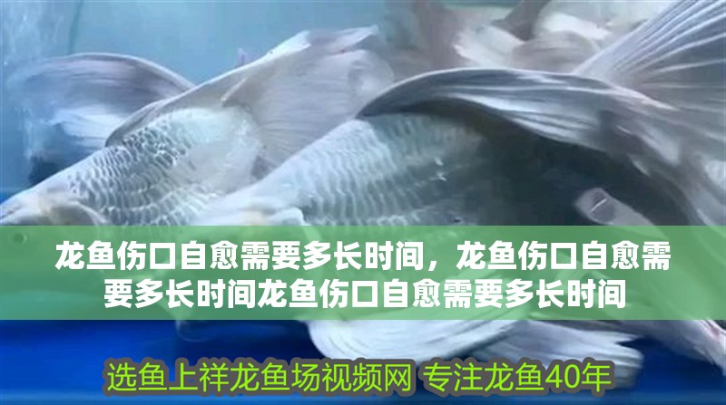 魚缸用增氧泵價格是多少:魚缸增氧機-xtrac增氧機-xtrac增氧機 龍魚傷口自愈需要多長時間,龍魚傷口自愈需要多長時間龍魚傷口自愈需要多長時間 龍魚百科 龍魚傷口自愈需要多長時間,龍魚傷口自愈需要多長時間龍魚傷口自愈需要多長時間 龍魚傷口自愈需要多長時間,龍魚傷口自愈需要多長時間龍魚傷口自愈需要多長時間 龍魚百科