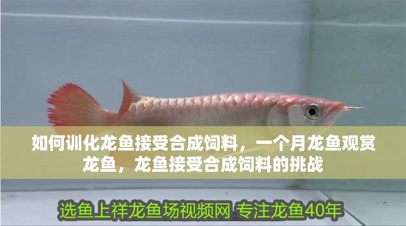 如何訓化龍魚接受合成飼料，一個月龍魚觀賞龍魚，龍魚接受合成飼料的挑戰