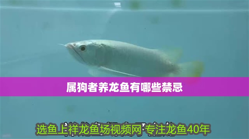 屬狗者養(yǎng)龍魚有哪些禁忌 屬狗者養(yǎng)龍魚有哪些禁忌 龍魚百科