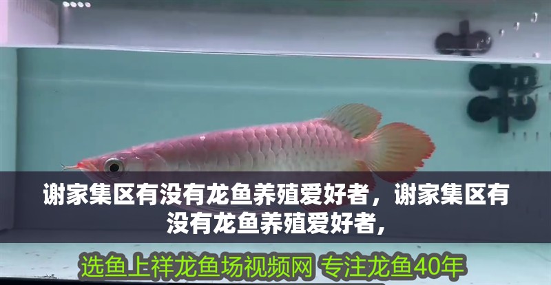 謝家集區有沒有龍魚養殖愛好者，謝家集區有沒有龍魚養殖愛好者, 謝家集區有沒有龍魚養殖愛好者，謝家集區有沒有龍魚養殖愛好者, 龍魚百科