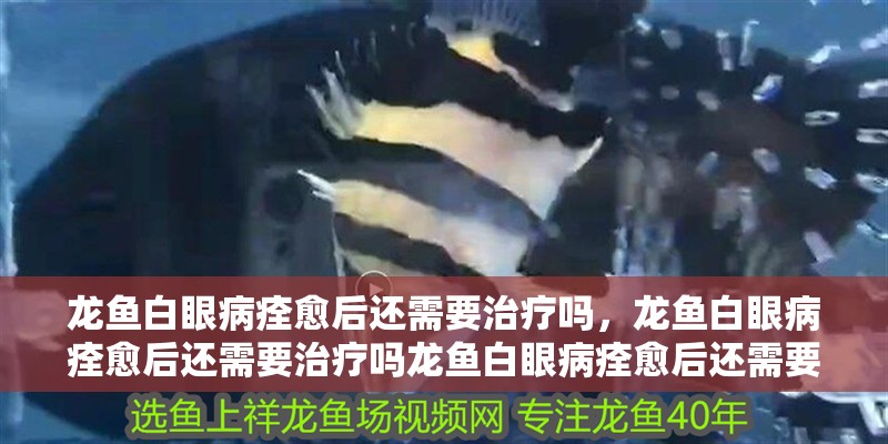 龍魚白眼病痊愈后還需要治療嗎，龍魚白眼病痊愈后還需要治療嗎龍魚白眼病痊愈后還需要治療嗎 龍魚白眼病痊愈后還需要治療嗎，龍魚白眼病痊愈后還需要治療嗎龍魚白眼病痊愈后還需要治療嗎 龍魚百科