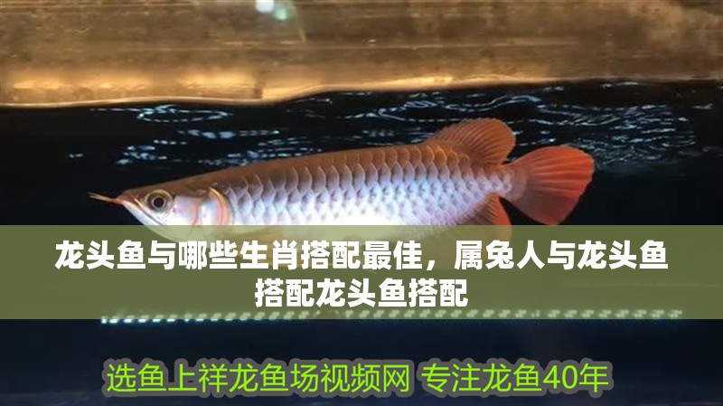 魚缸用增氧泵價格是多少:魚缸增氧機-xtrac增氧機-xtrac增氧機 龍頭魚與哪些生肖搭配最佳,屬兔人與龍頭魚搭配龍頭魚搭配 龍魚百科 龍頭魚與哪些生肖搭配最佳,屬兔人與龍頭魚搭配龍頭魚搭配 龍頭魚與哪些生肖搭配最佳,屬兔人與龍頭魚搭配龍頭魚搭配 龍魚百科
