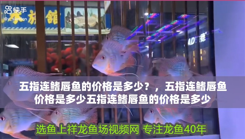 五指連鰭唇魚的價格是多少？，五指連鰭唇魚價格是多少五指連鰭唇魚的價格是多少 五指連鰭唇魚的價格是多少？，五指連鰭唇魚價格是多少五指連鰭唇魚的價格是多少 龍魚百科
