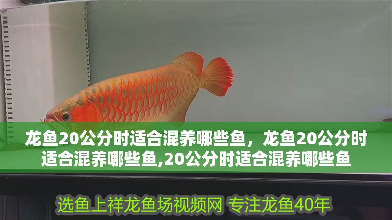 龍魚20公分時適合混養(yǎng)哪些魚，龍魚20公分時適合混養(yǎng)哪些魚,20公分時適合混養(yǎng)哪些魚 龍魚20公分時適合混養(yǎng)哪些魚，龍魚20公分時適合混養(yǎng)哪些魚,20公分時適合混養(yǎng)哪些魚 龍魚百科